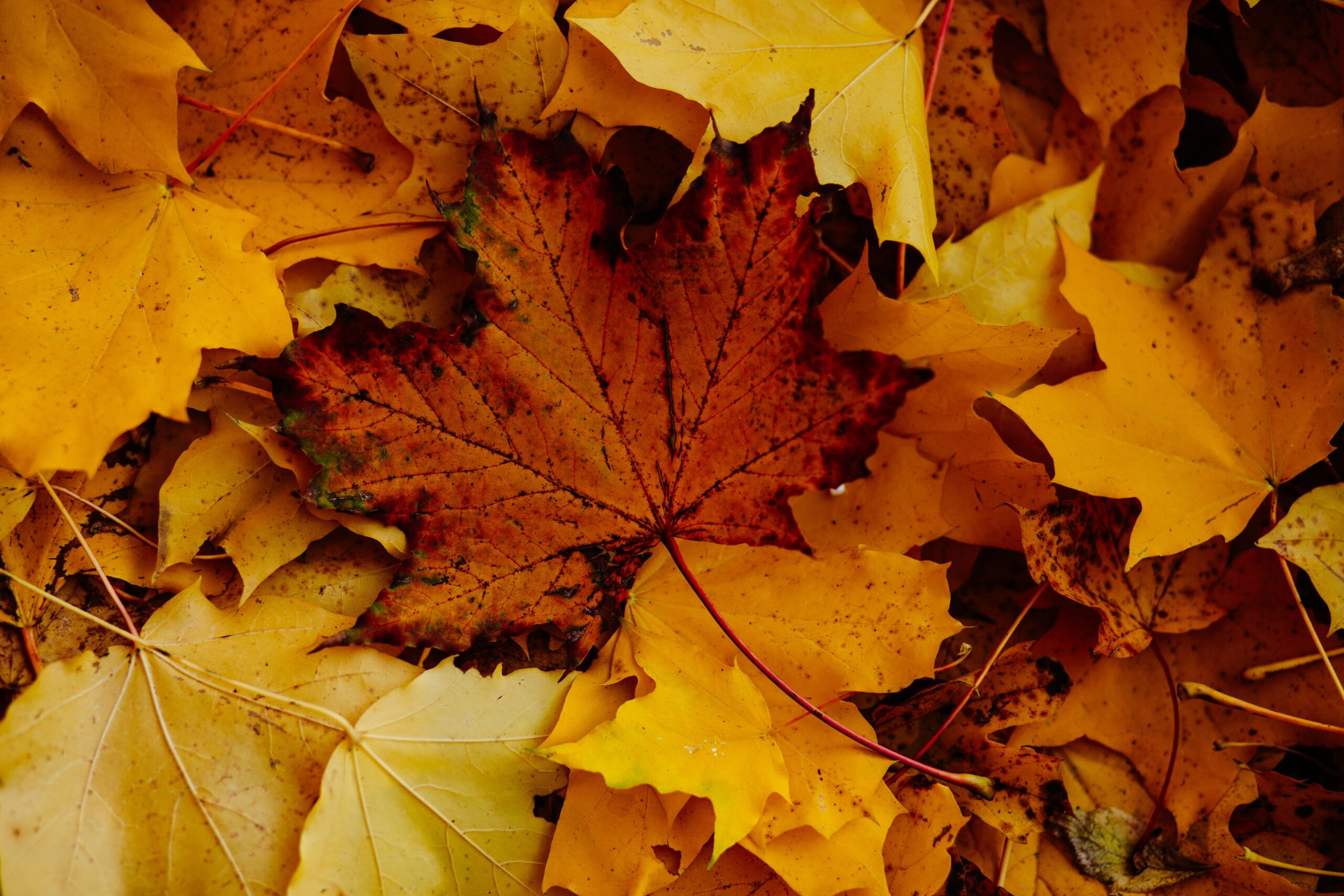 Brush and Leaf Pick Up